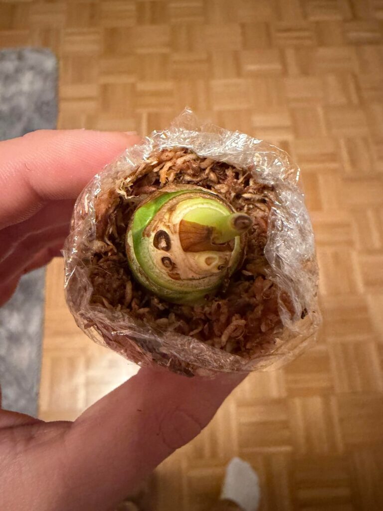 Half my Frydek rhizome rotted… trying an unusual rescue method Half my Frydek rhizome rotted… trying an unusual rescue method