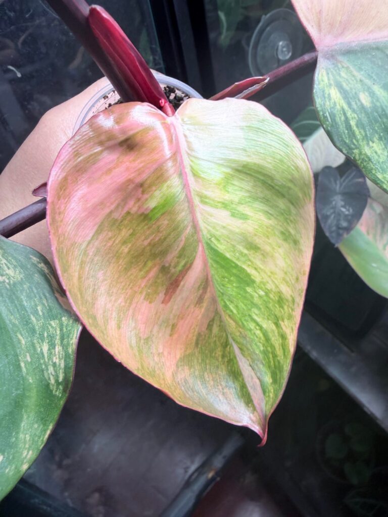 Newest quadricolor white knight cutting leaf