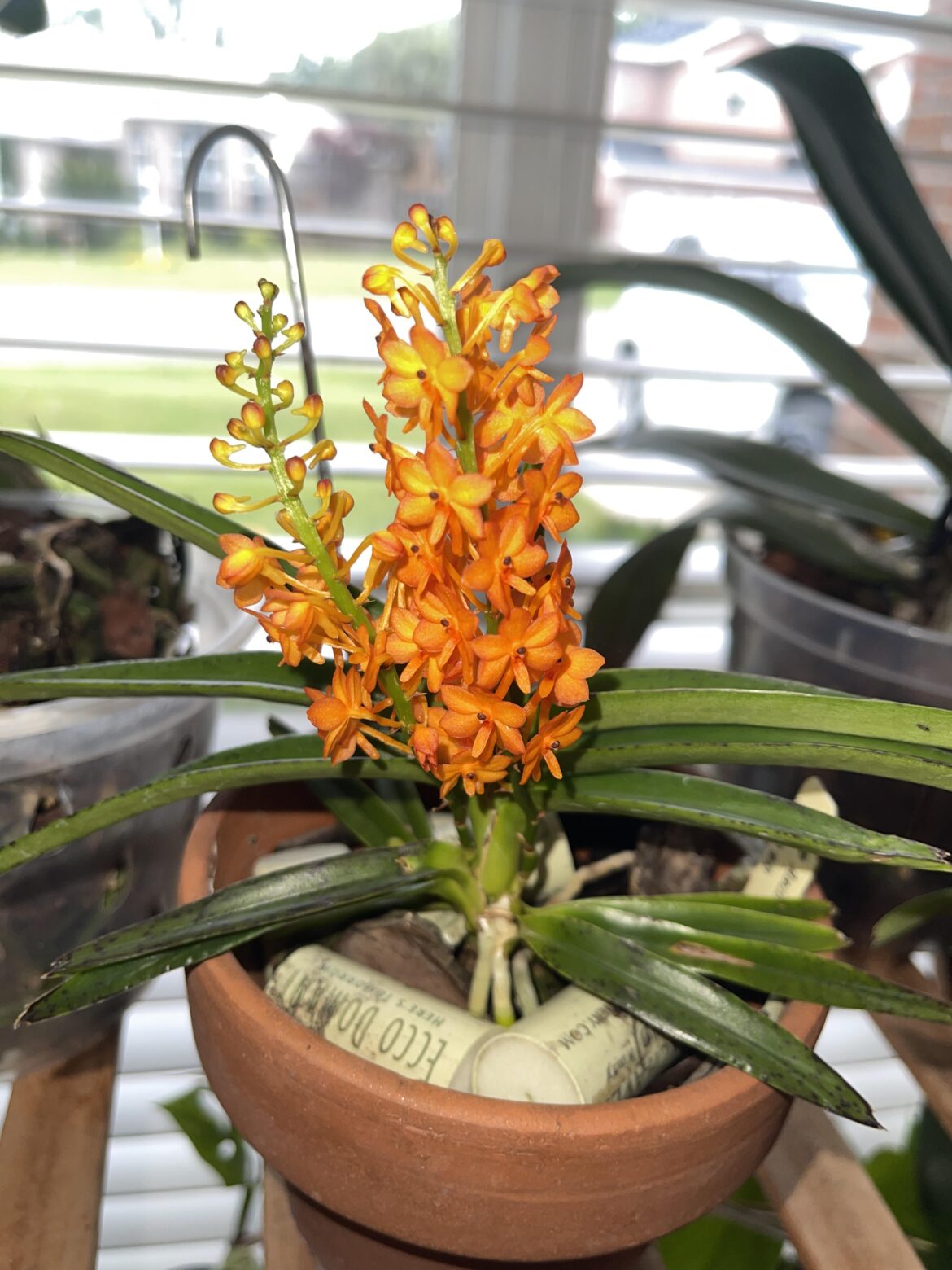 Ascocentrum (or Vanda these days) aurantiacum