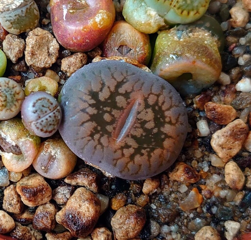 Some of my favourites from my mystery lithops + seedling from january this year that is already splitting the second time!
