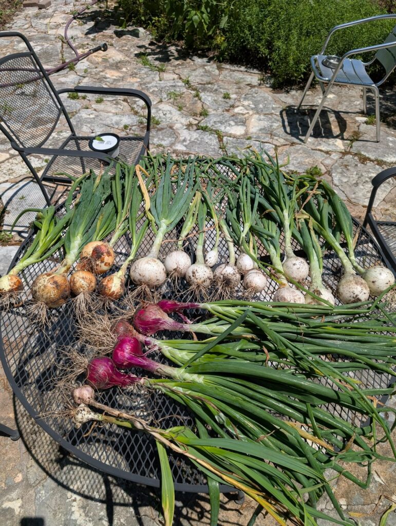Onion harvest! Onion harvest!