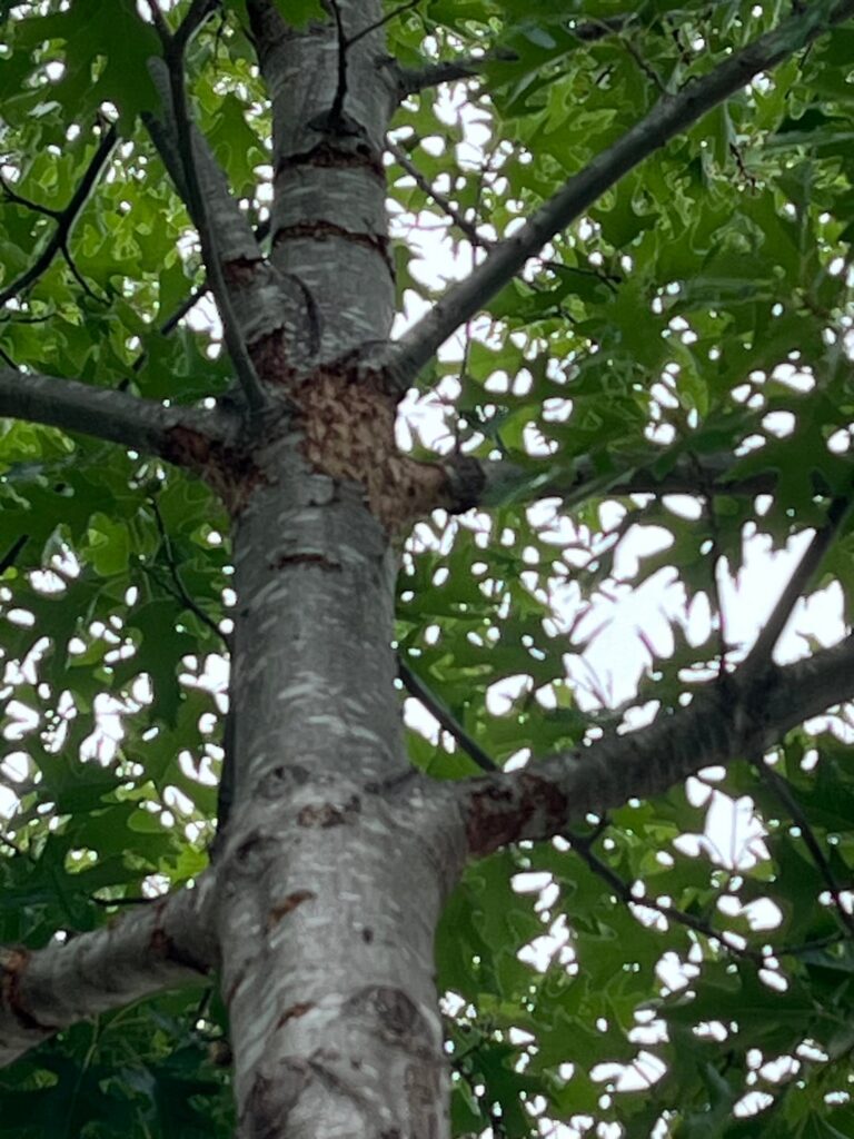 What is going on with this red oak tree?