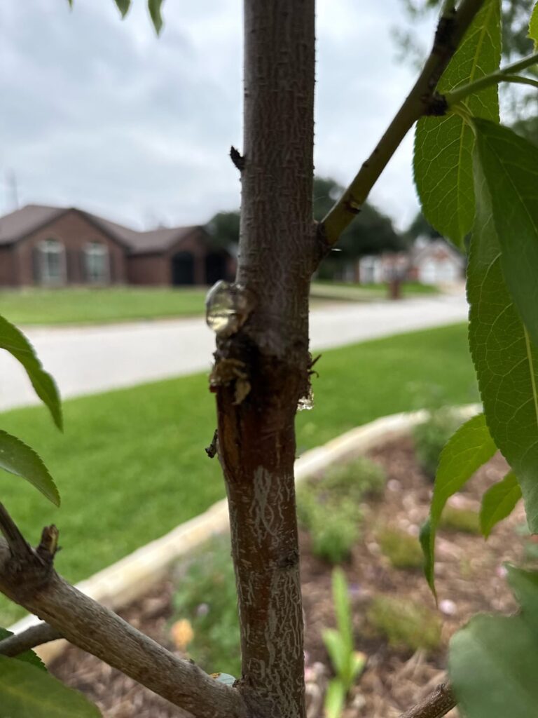 Help! Did borers get to my peach tree?