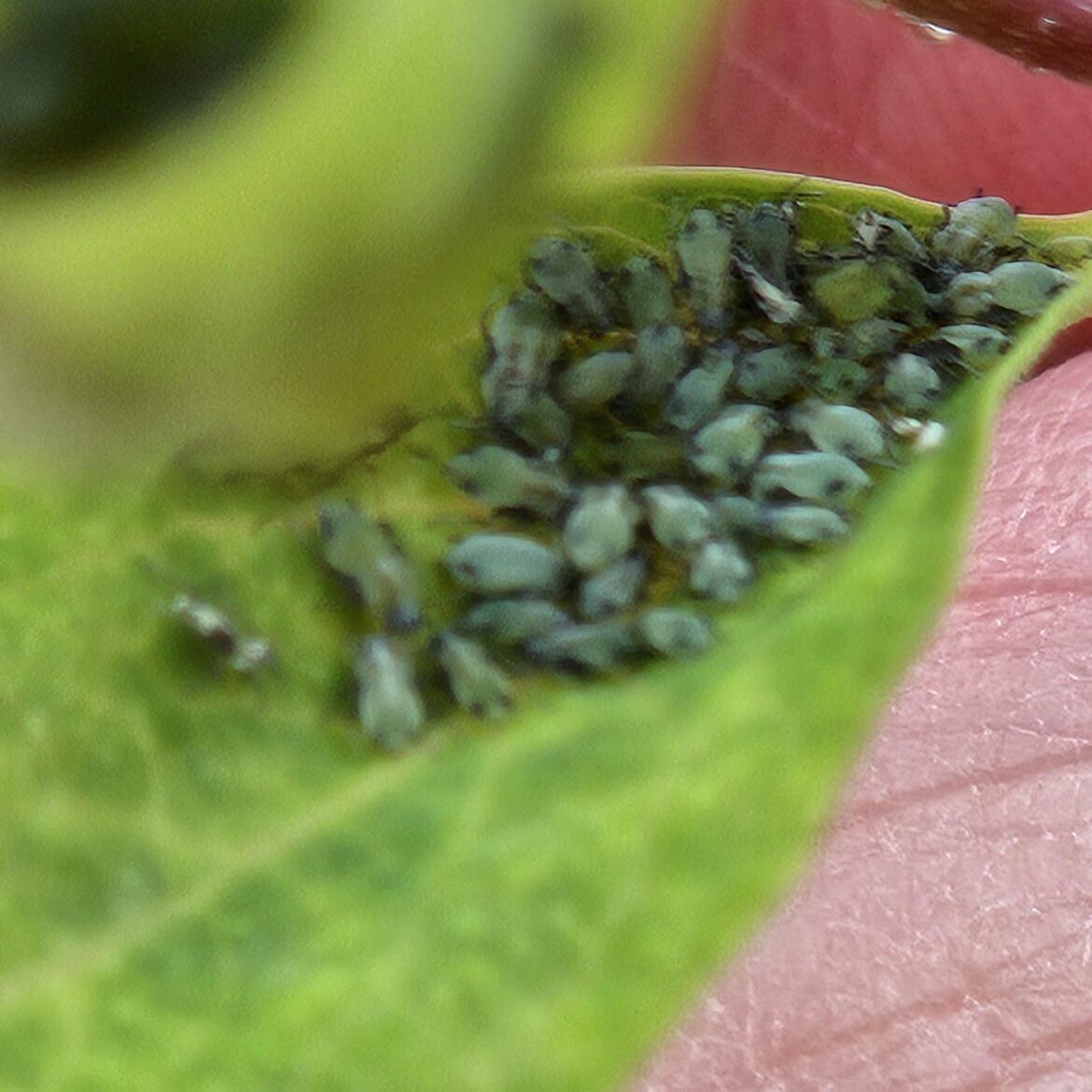 What are these bugs on my Coral Honeysuckle? What are these bugs on my Coral Honeysuckle?