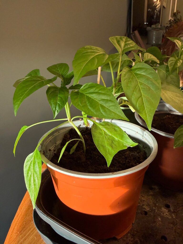 Update on chili plants Update on chili plants