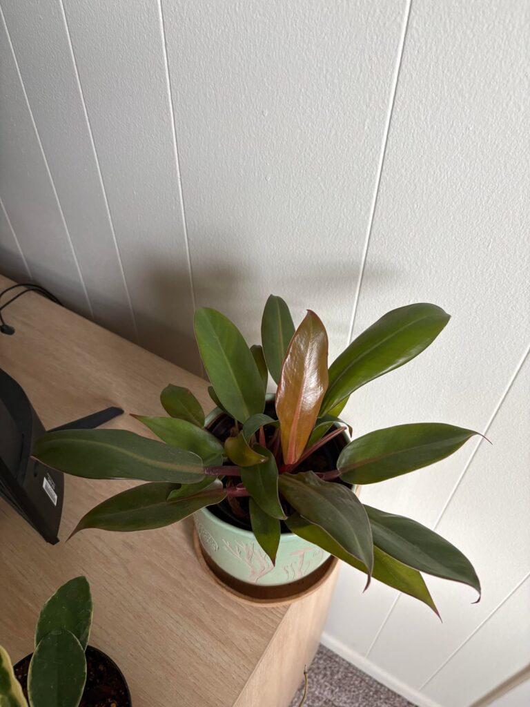 A little over a year of growth on my POO :-)