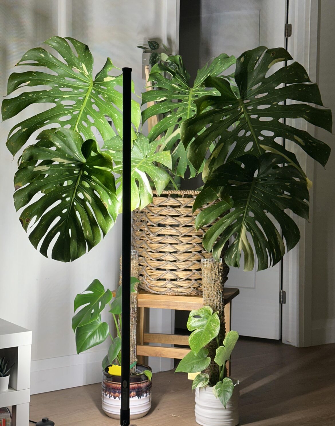 My Monstera corner