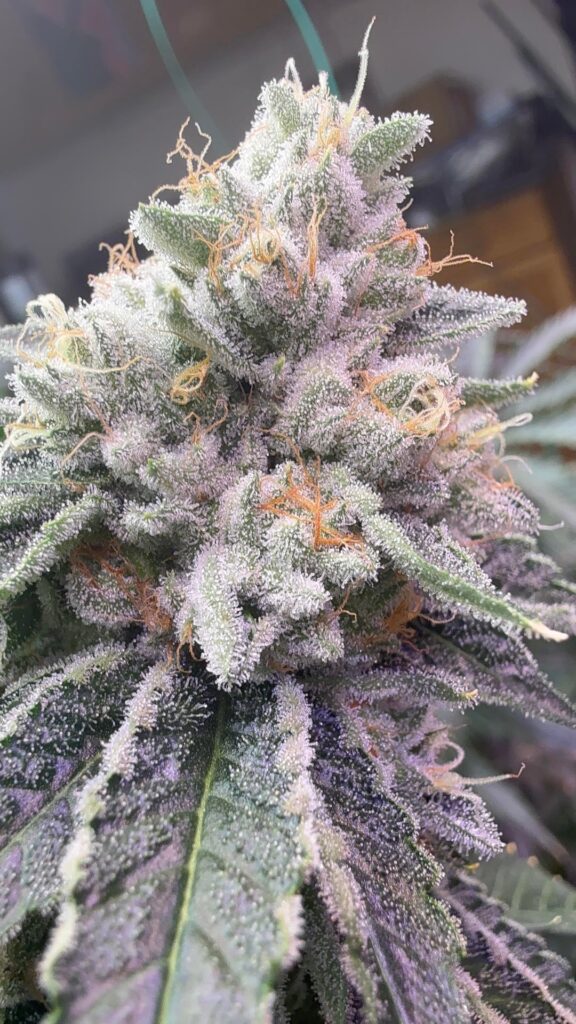 Update on Og kiss [(OGKS x Josh d og) x OGKS]