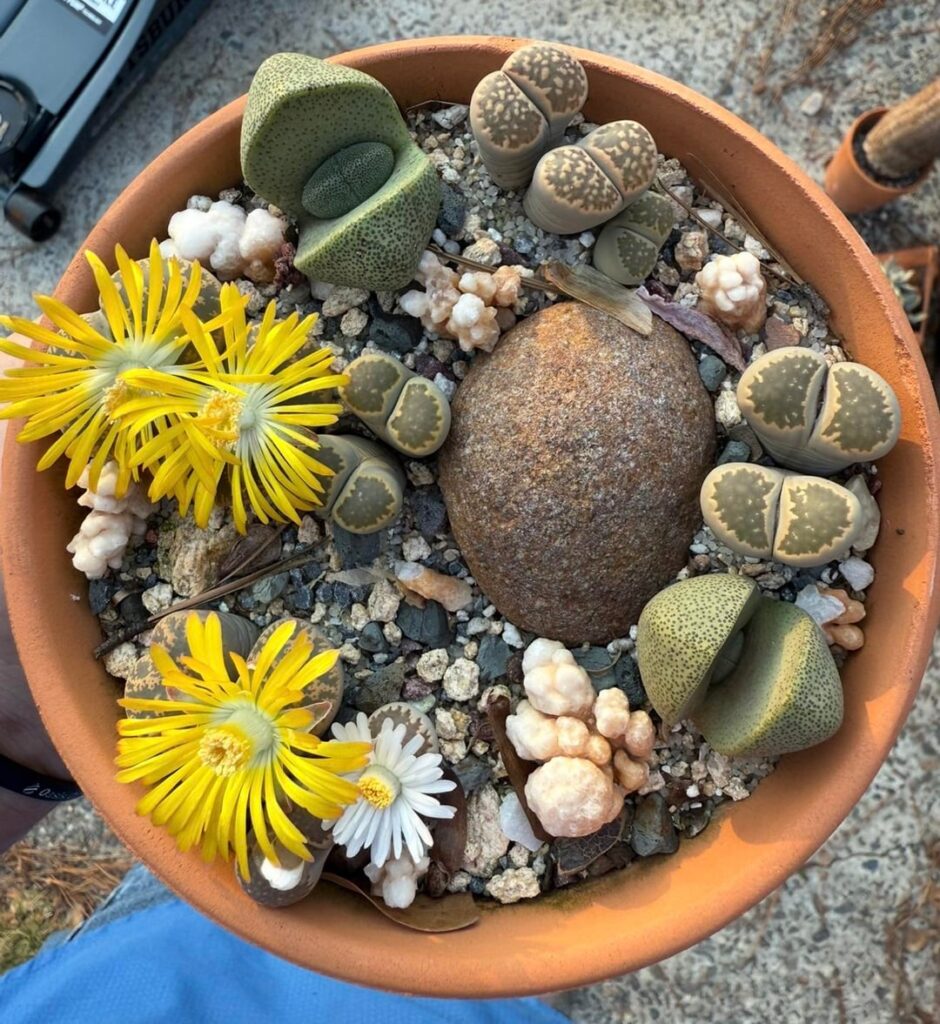 A little alien world 👽