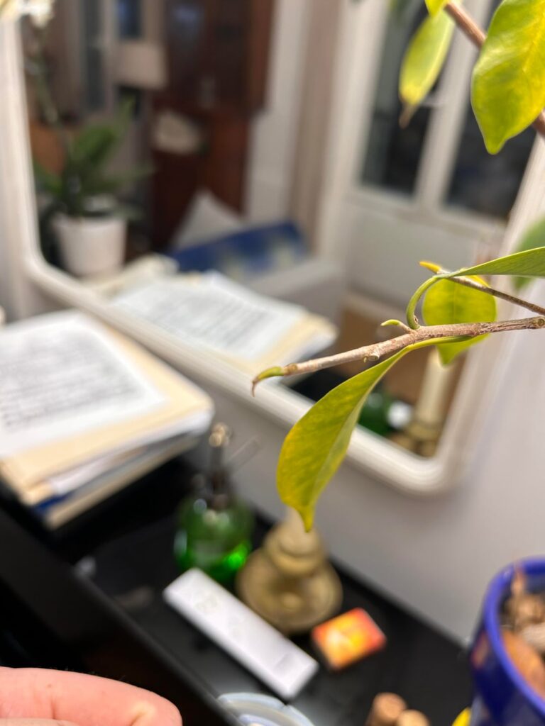 Please help save my wife’s ficus Please help save my wife’s ficus