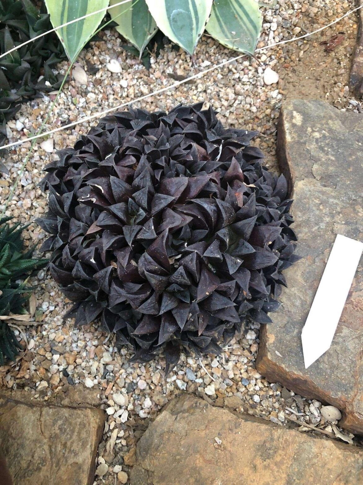 Clump of H. retusa cv. chocolate