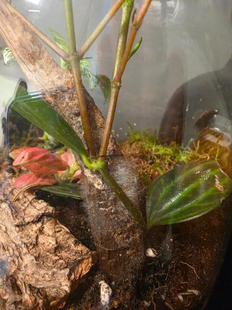Mold in brand new terrarium
