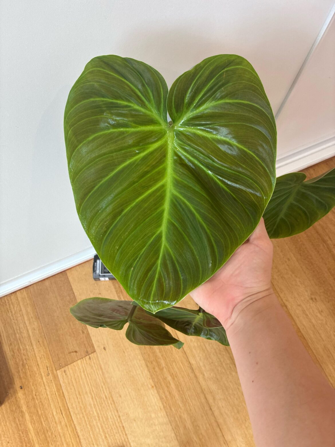 Guys these spider mites are to strong:(
