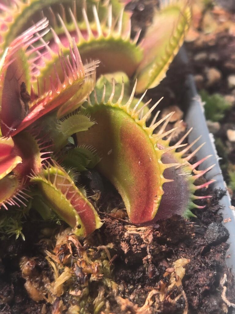 TIL: VFT can get tan lines
