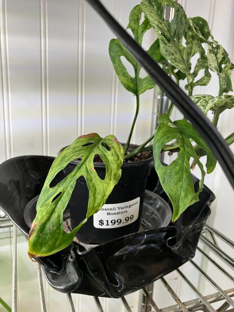 What is eating my plants?