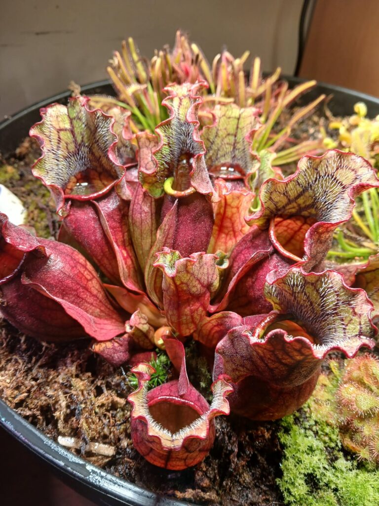 Pitchers, Sundews, and Cebu Blue cutting!