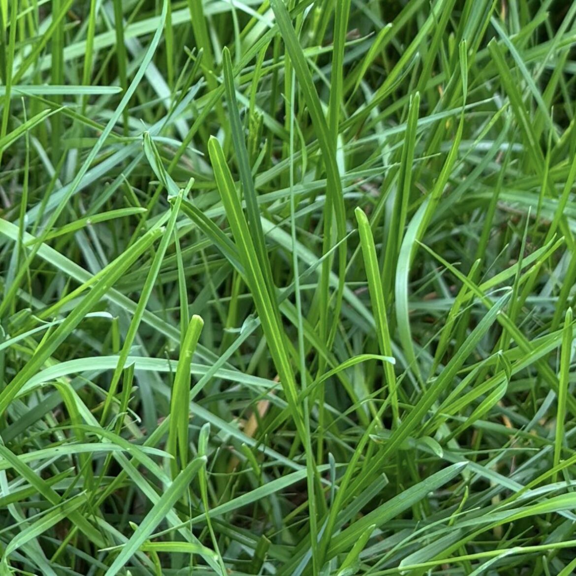 What kinda grass are we looking at here? NY