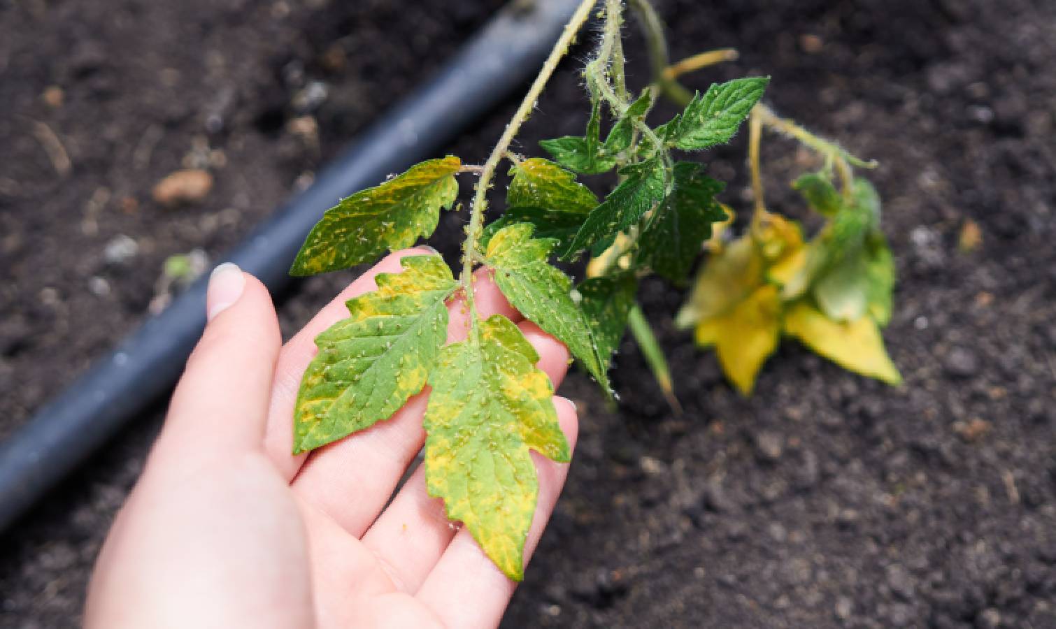 Yellowing leaves with pest infestation