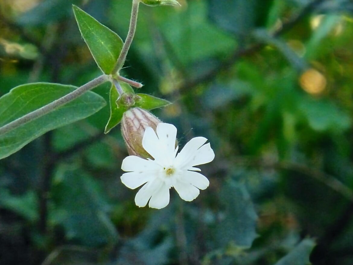 Colleja Blanca (Silene latifolia)[OC].