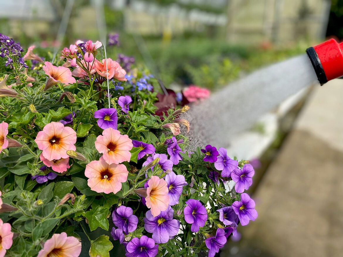 In the Garden: Watering practices for containers, hanging baskets In the Garden: Watering practices for containers, hanging baskets