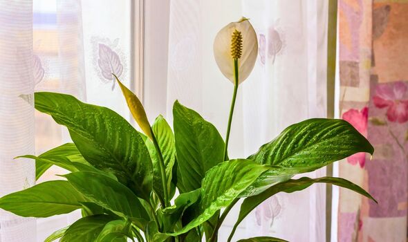 Picture of a peace lily houseplant