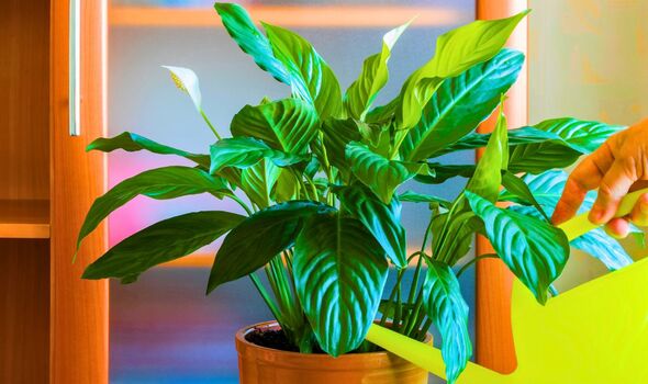 Picture of someone watering a peace lily 