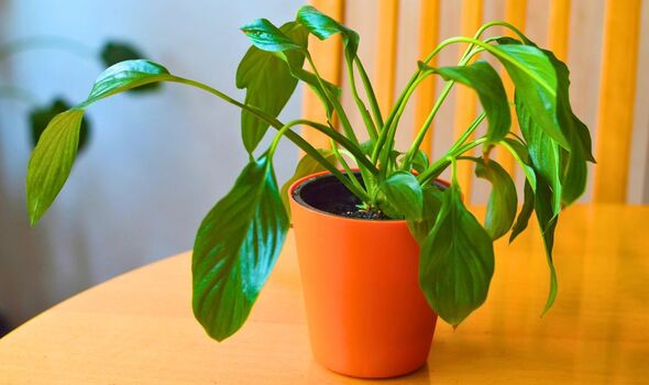 Picture of a peace lily drooping 