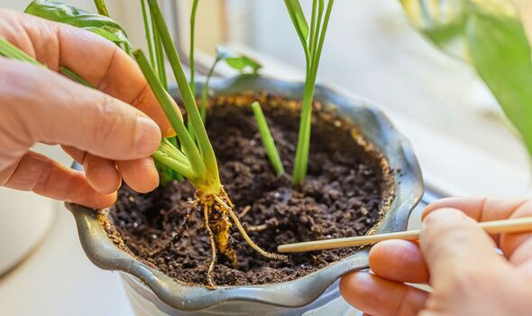 Picture of someone doing a soil test on a peace lily 