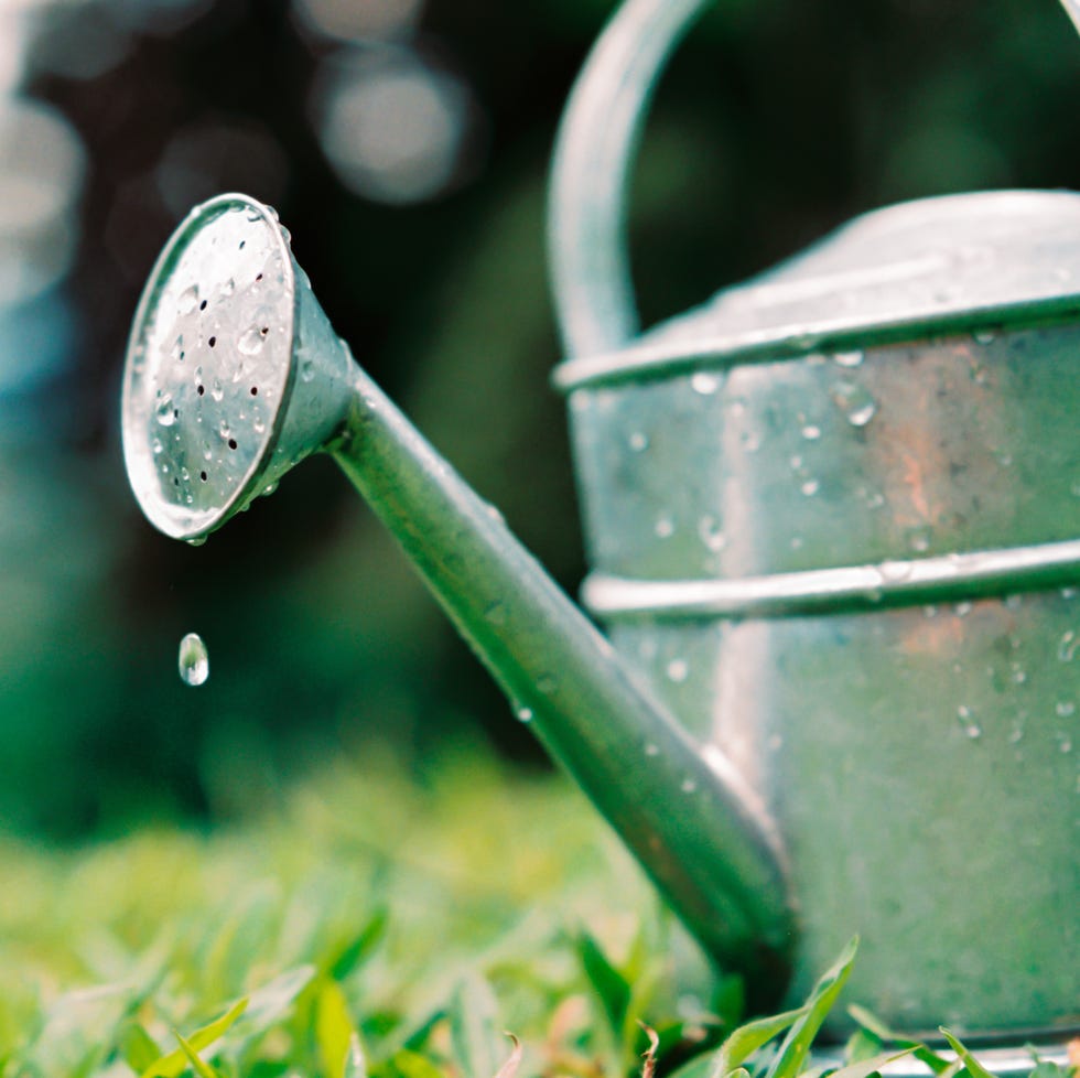 Watering can water drops on garden grass single water droplet falling from watering can on the grass