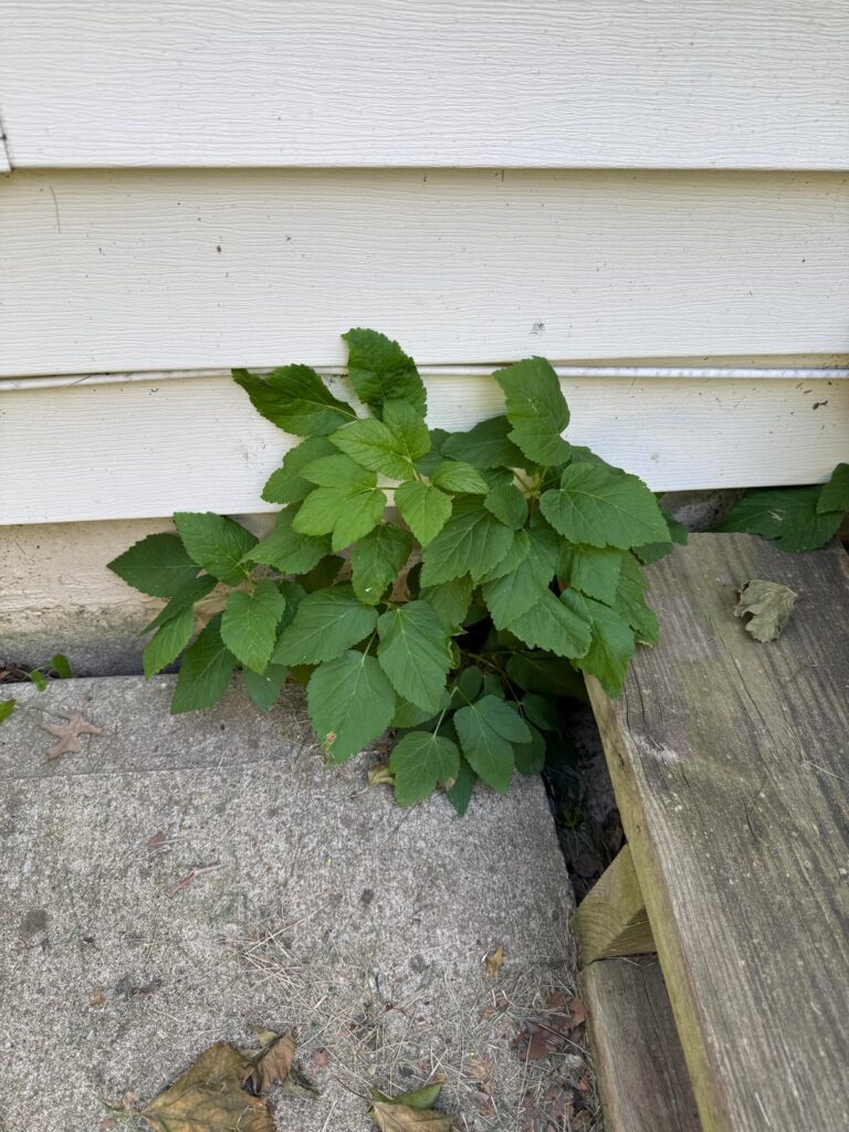 Poison Ivy?