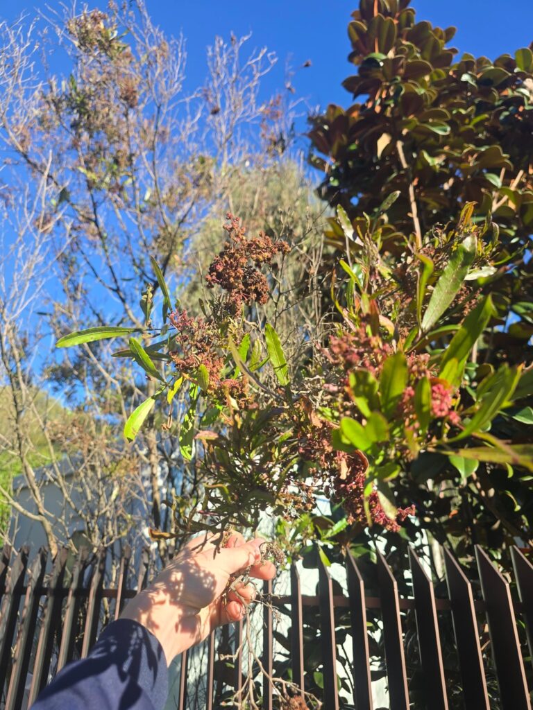 Can anyone help ID these trees?