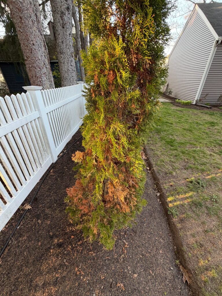 Arborvitae Browning