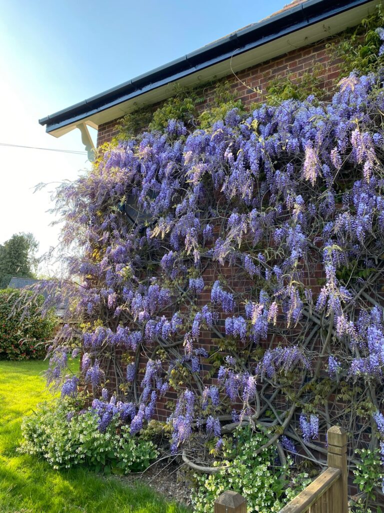 I’ve heard we’re all perving over Wisteria?