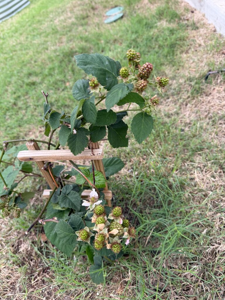 Blackberry Bush Blackberry Bush