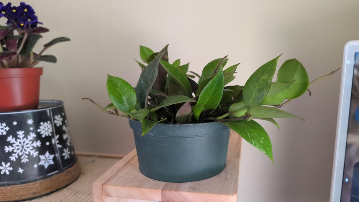 My first Hoya! My first Hoya!