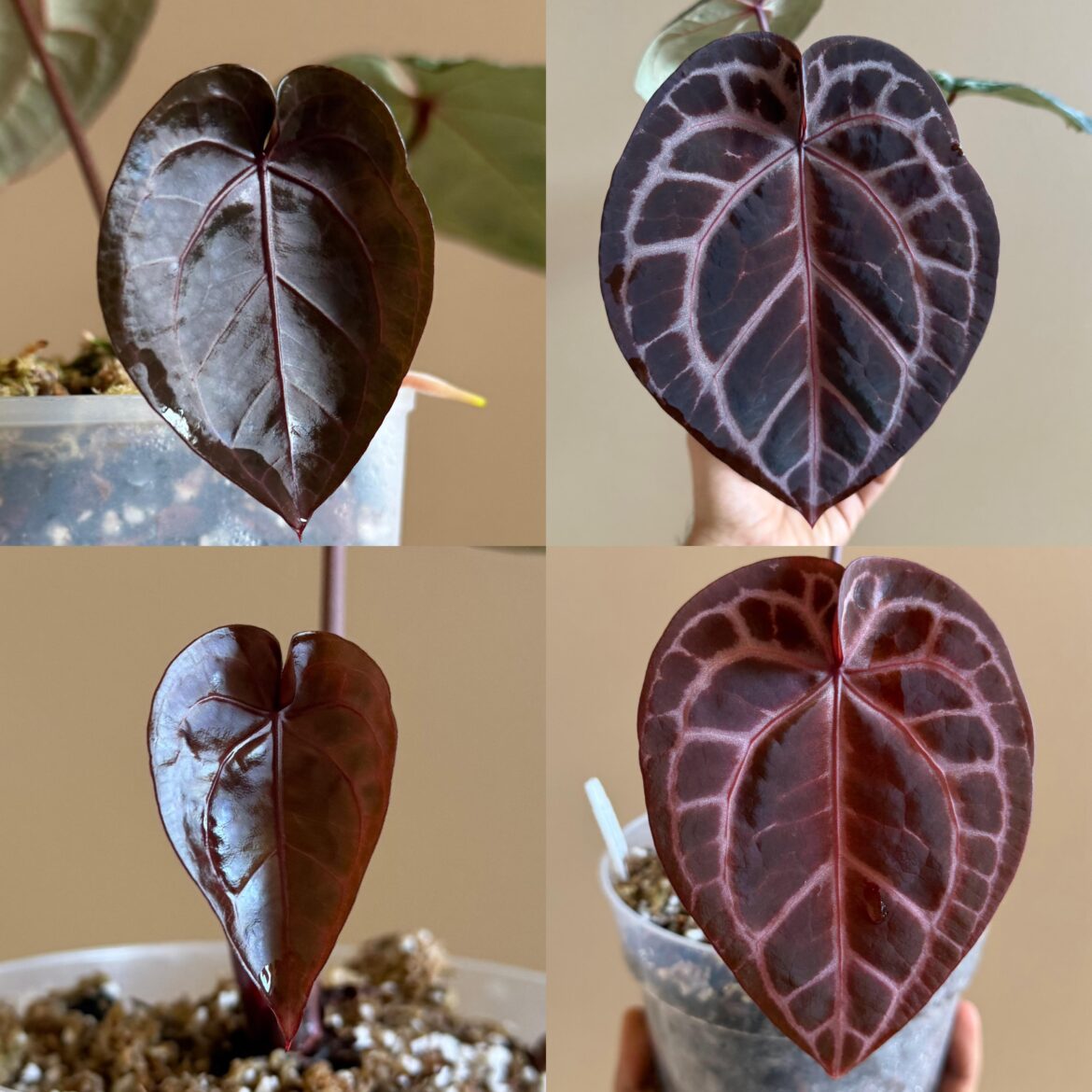 The growth after a week never fails to astound me