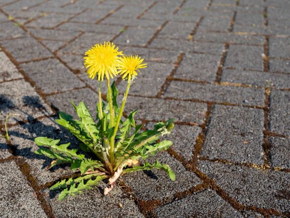 Dandelion weed on a patio Dandelion weed on a patio