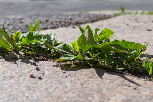 weed on a road in closeup weed on a road in closeup