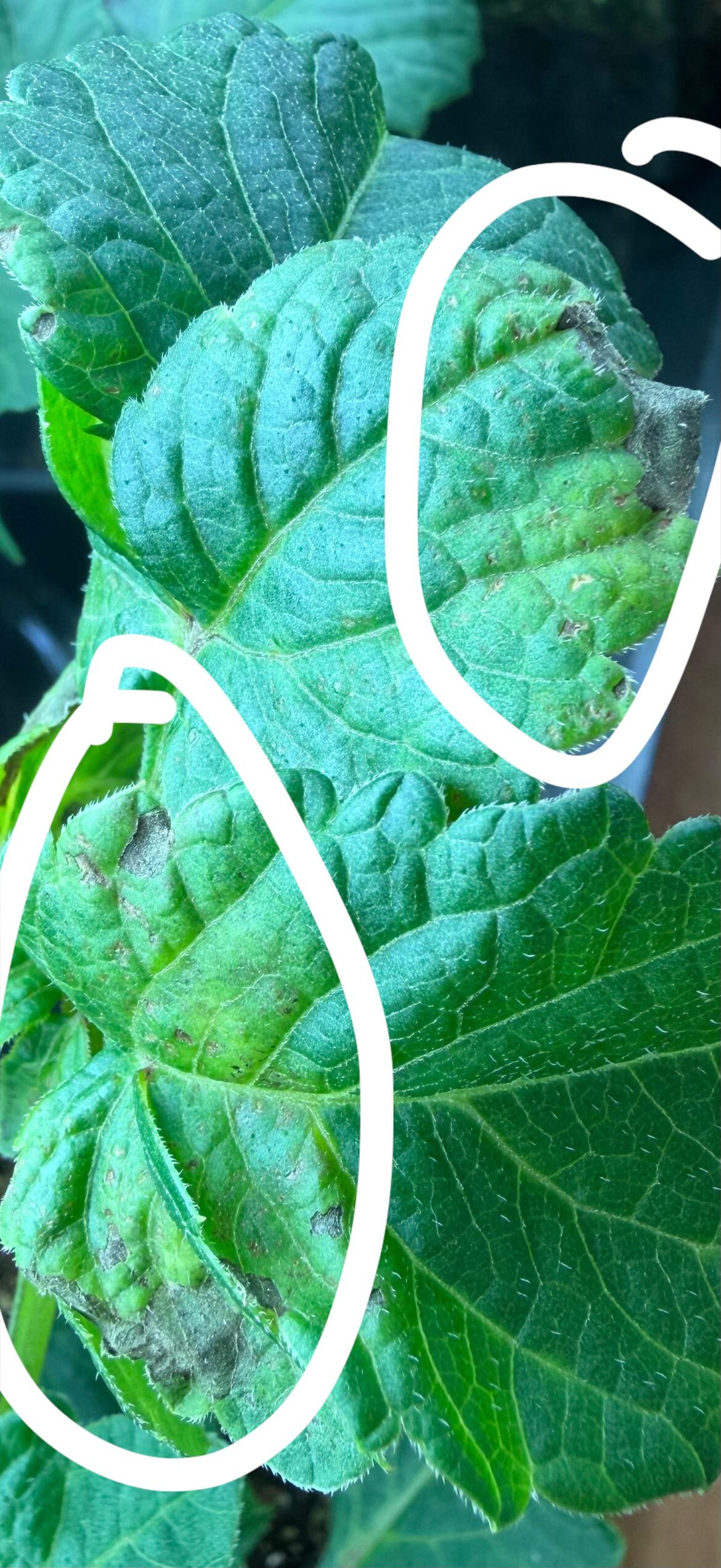Black spots on leaves?