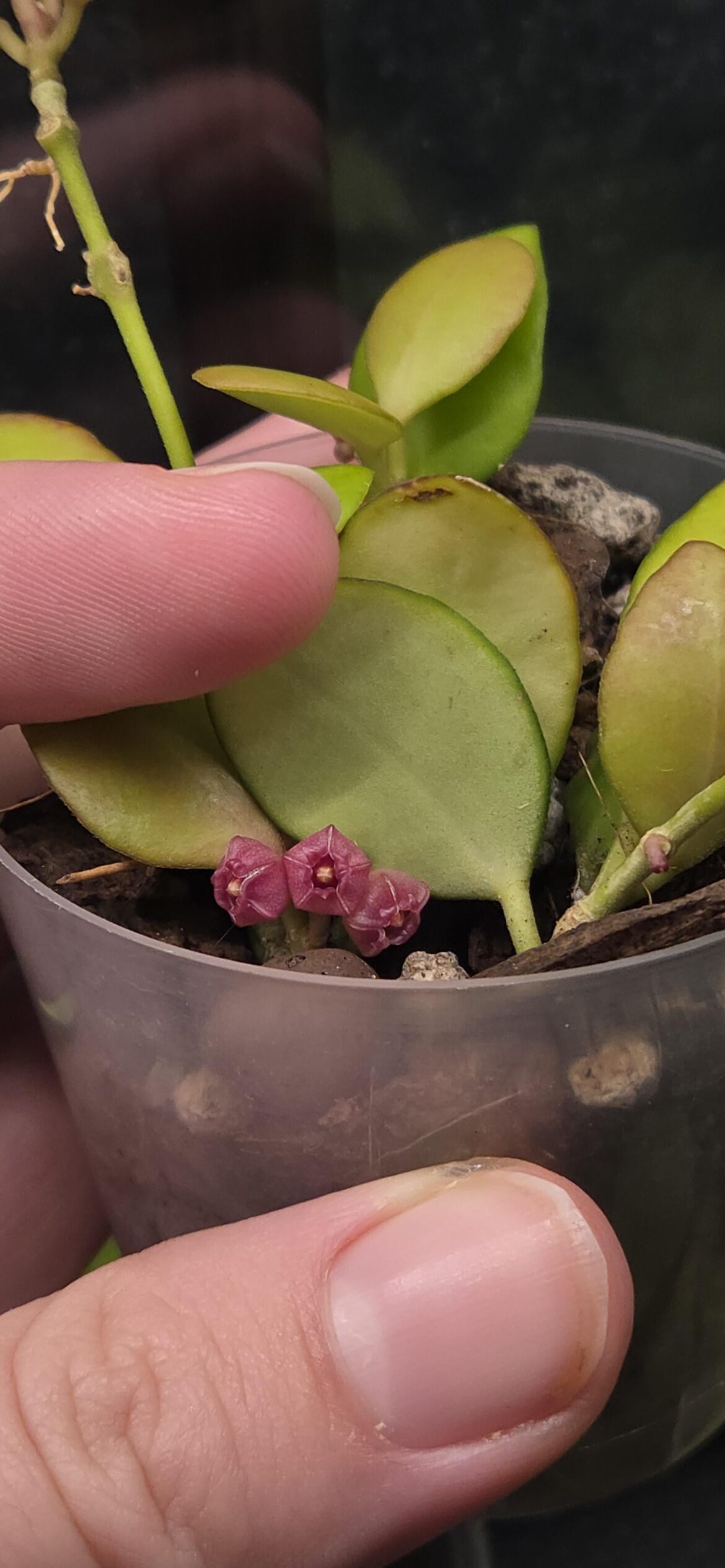Heuschkeliana bloom Heuschkeliana bloom
