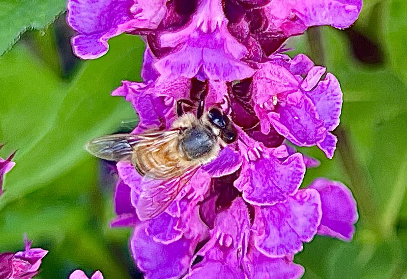 Fragrant plants invite pollinators to your garden Flowers put out the welcome mat for pollinators not only with their bright colors but also their fragrance. (Photo by Linda Geist)