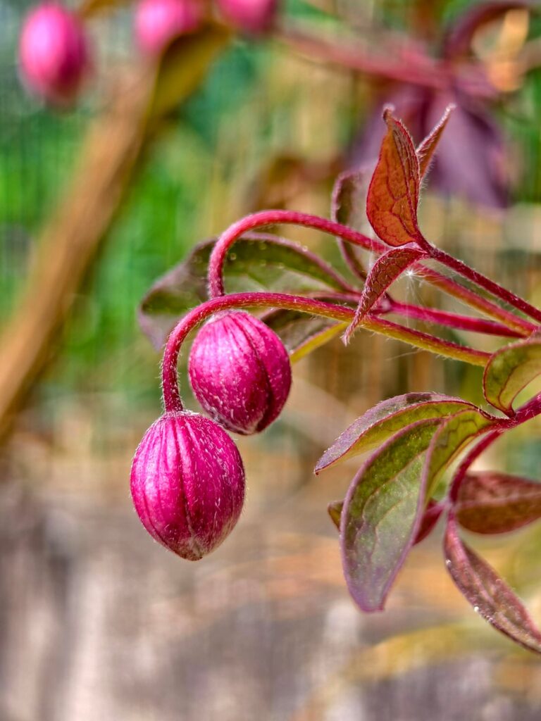 The garden is waking up