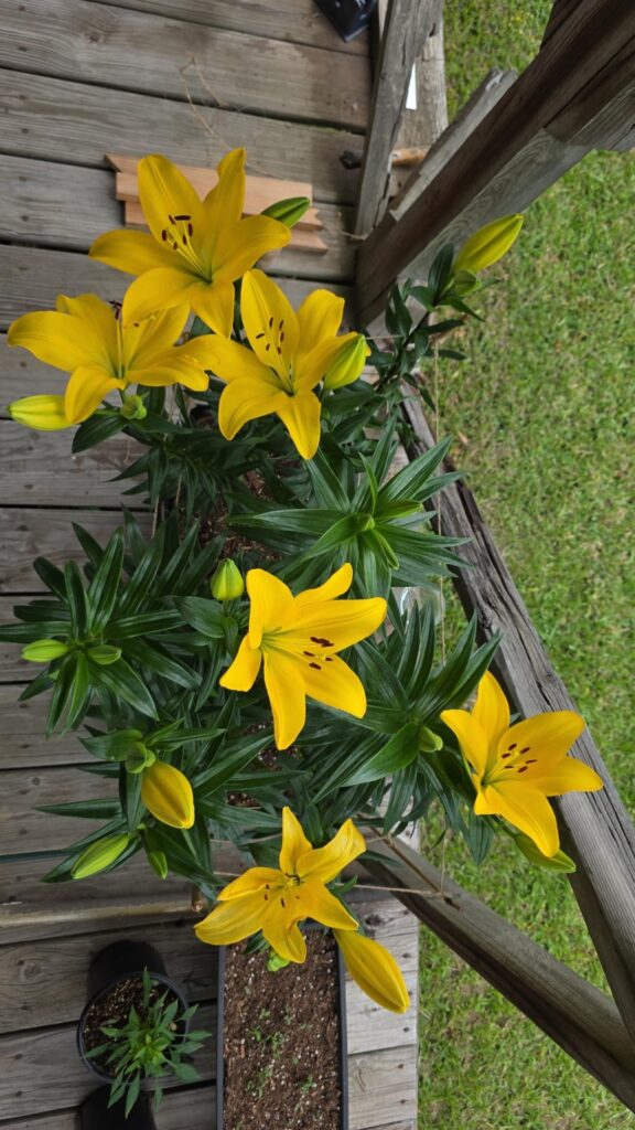 First year growing lillies! They're so pretty gahhh