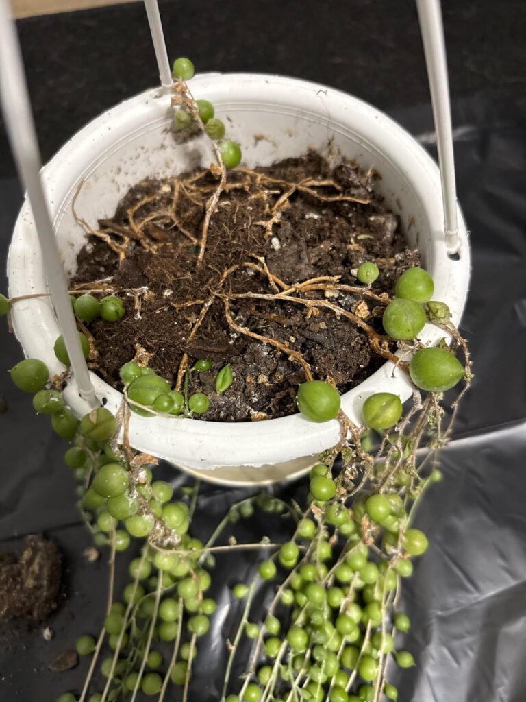 String of pearls.