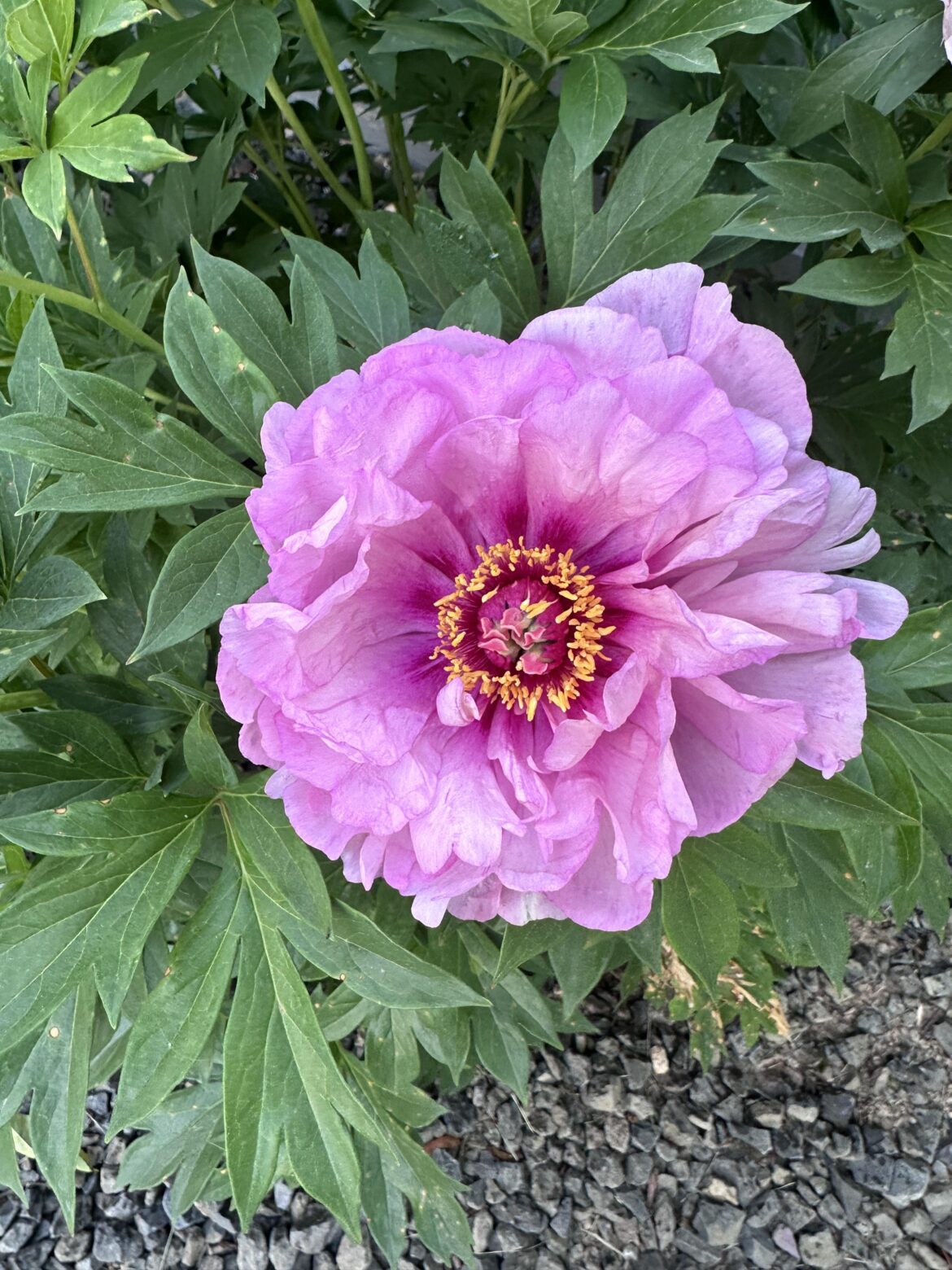 Julia Rose Itoh Peony [OC]