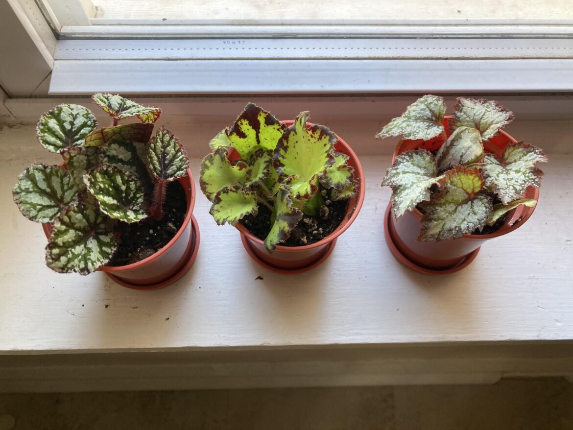 Begonia Nursery