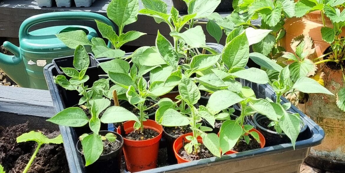 Aldi’s £17.99 Portable Greenhouse Is The Ultimate Space-Saver For Small Gardens And Patios Aldi's £17.99 Portable Greenhouse Is The Ultimate Space-Saver For Small Gardens And Patios