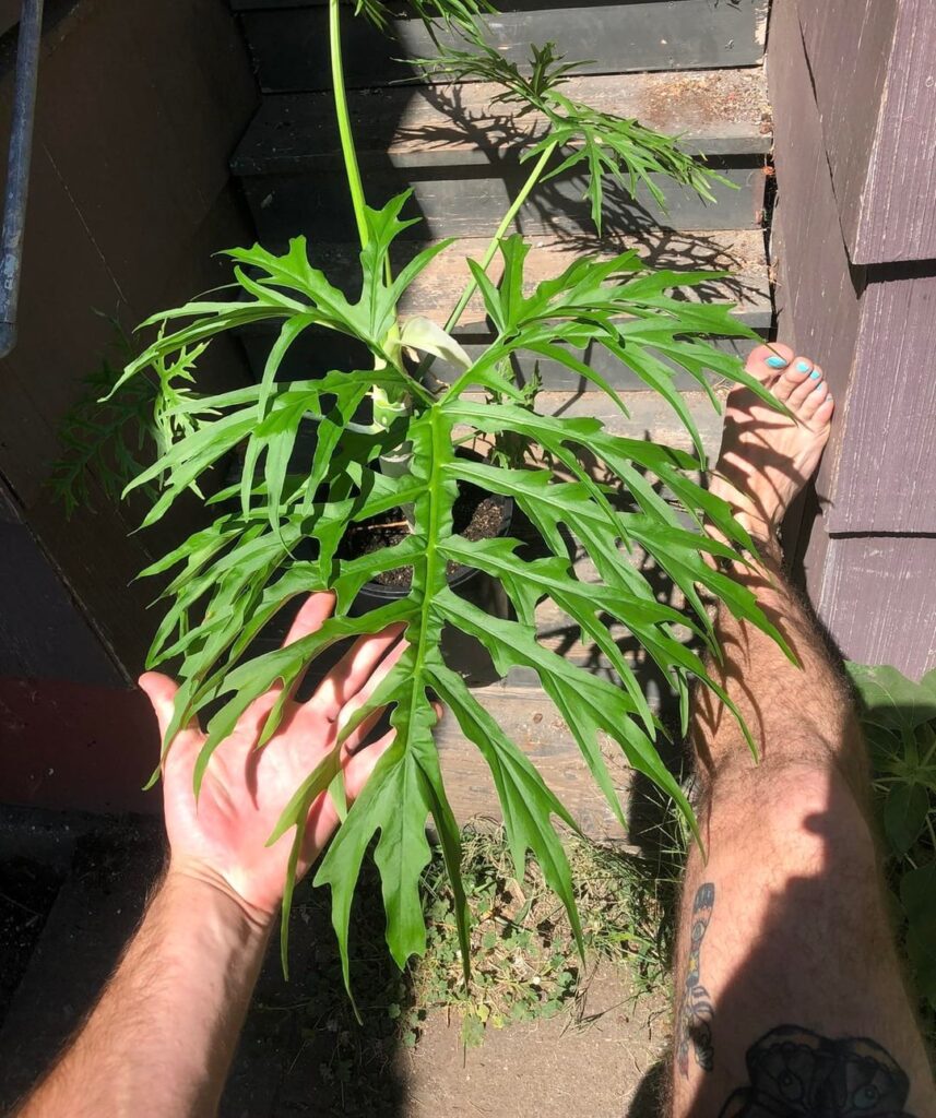 Some plants of mine