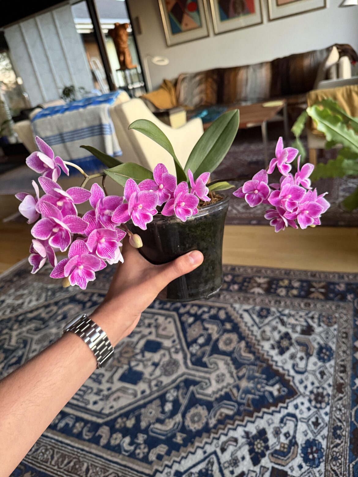 My favourite orchid
