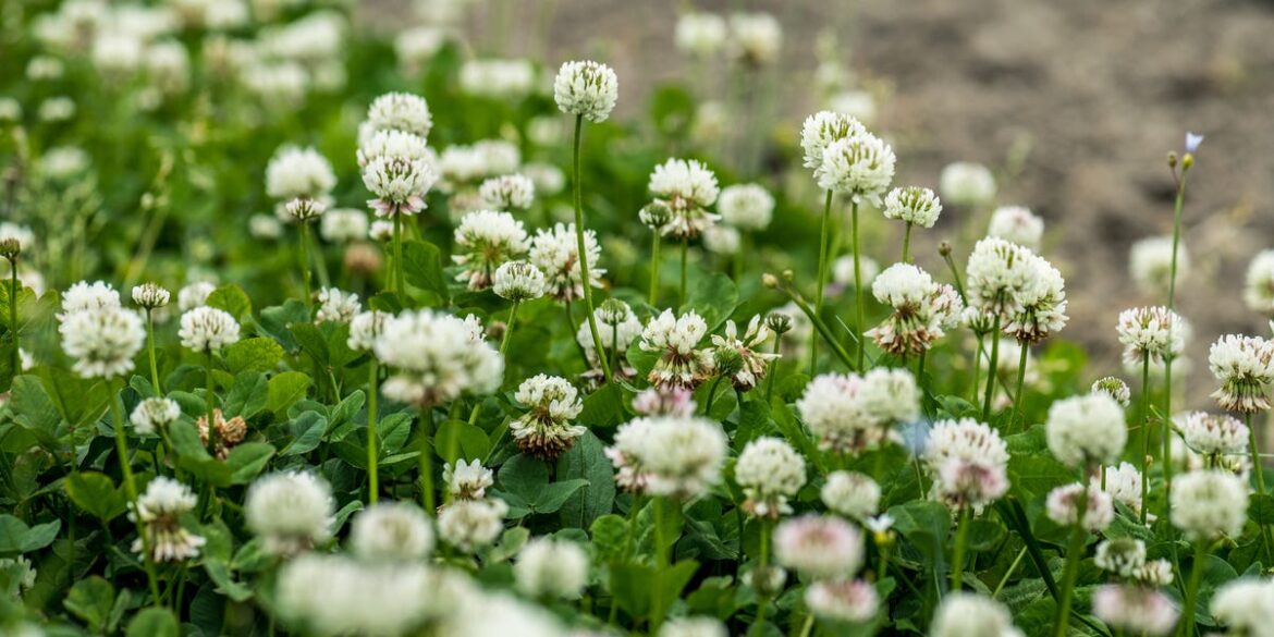 How to Get Rid of White Clover From Your Lawn, According to Gardening Experts